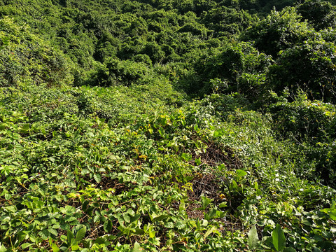 深圳塘朗山公園 翠綠青山