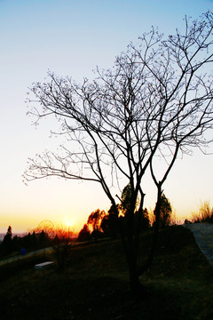 冬日黃昏小樹