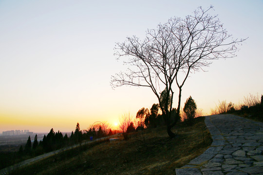 黃昏 小樹 山路