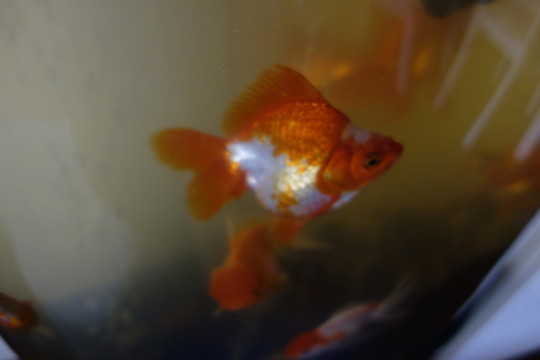 金魚