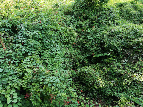深圳筆架山公園青山