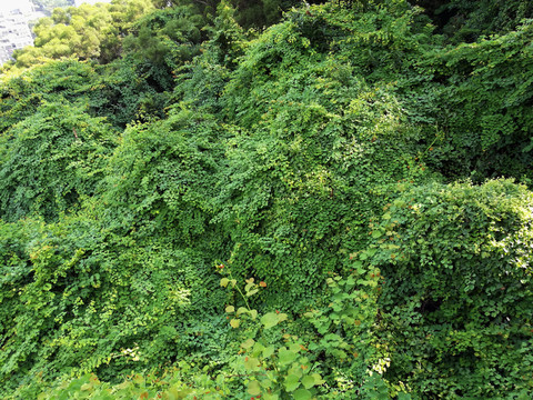 深圳筆架山公園青山