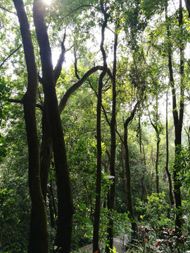 深圳筆架山森林公園景區(qū)