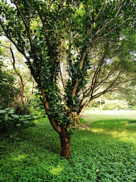 深圳筆架山公園風(fēng)光