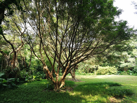 深圳筆架山公園風(fēng)光