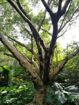 深圳筆架山公園樹木