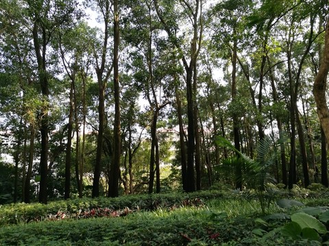 深圳筆架山森林公園風光