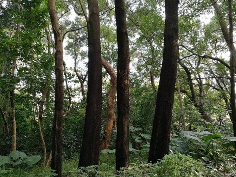 深圳筆架山森林公園風(fēng)景