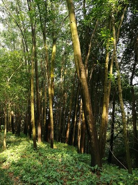 深圳筆架山森林公園