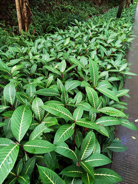 深圳筆架山公園風(fēng)光