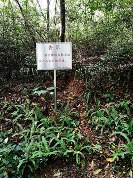 深圳筆架山公園風(fēng)光