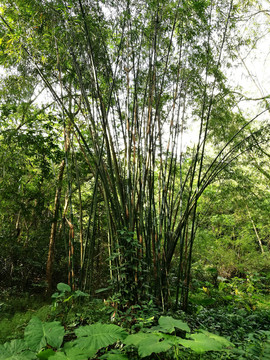深圳筆記山公園