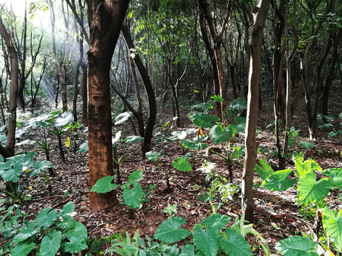 深圳筆架山公園景色