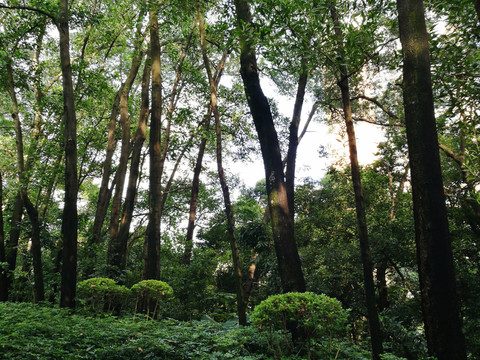 深圳筆架山公園美景