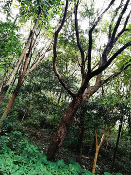 深圳筆架山公園風(fēng)光