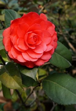 茶花 紅花