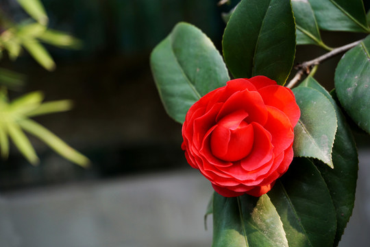 茶花