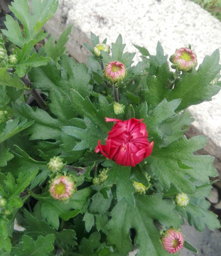 菊花