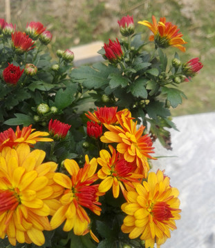 雛菊花