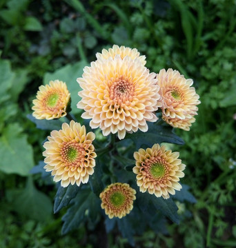 雛菊