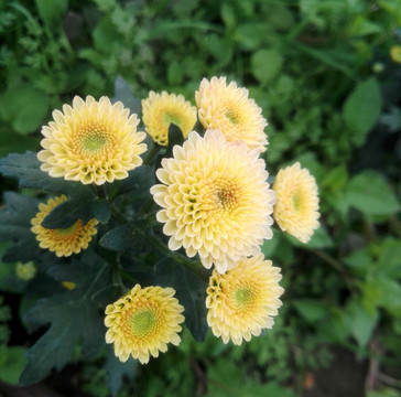 黃色雛菊