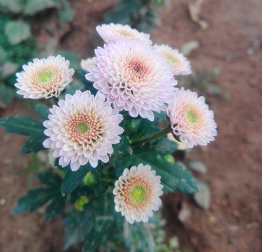 粉色雛菊