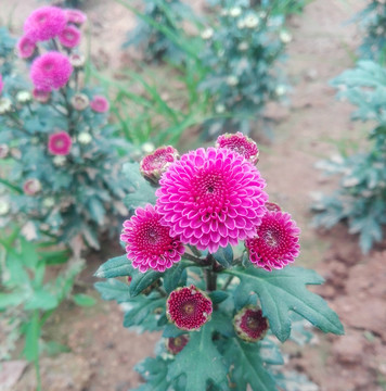小雛菊