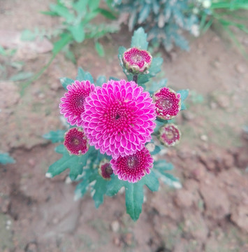 紫紅雛菊