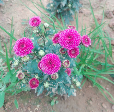 紫紅色雛菊