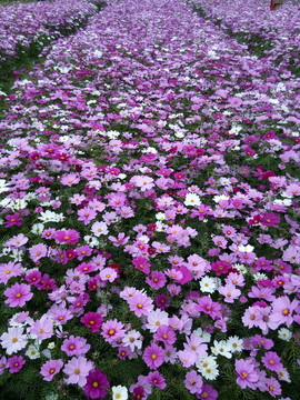 花圃