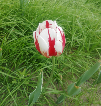 郁金香A
