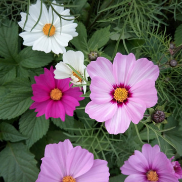 花花
