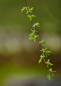 春天的柳條