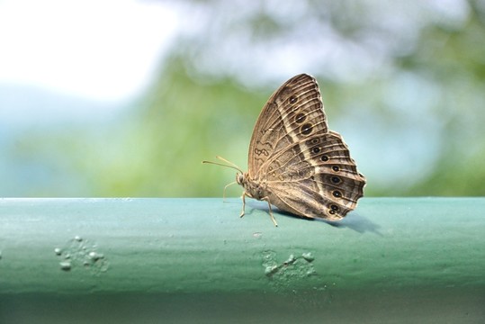 小蝴蝶