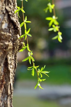 柳樹新芽