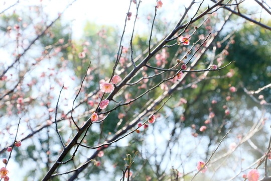 梅花
