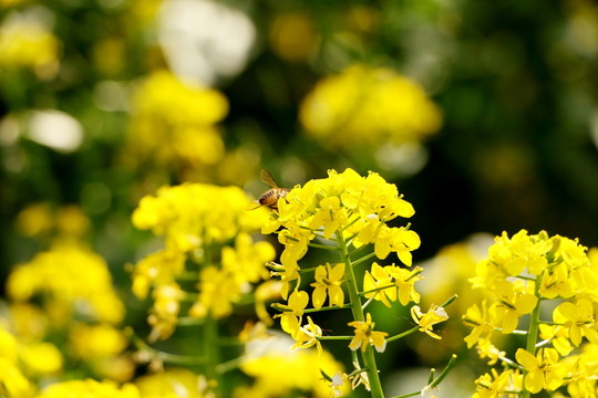 菜花