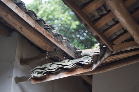 蜘蛛網(wǎng)