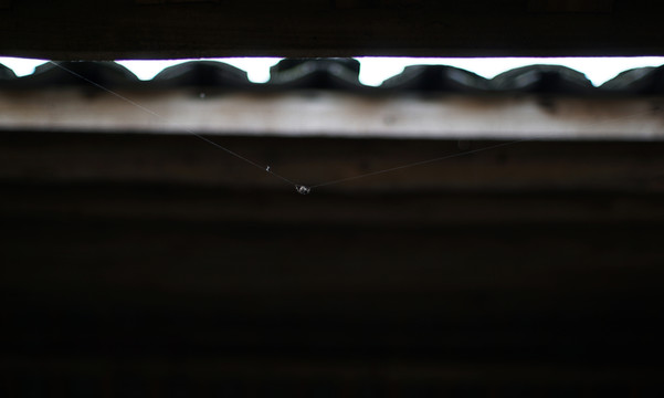 蜘蛛