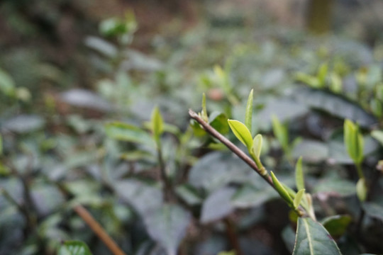 茶葉 春茶