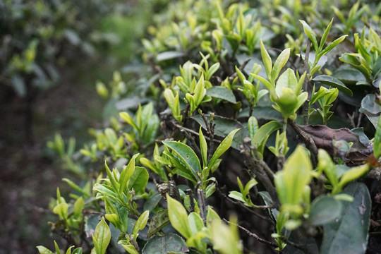 茶葉