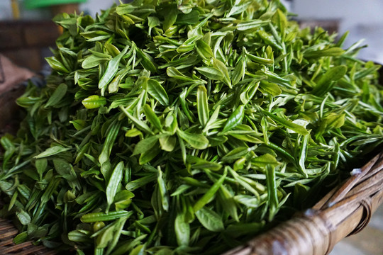 茶葉