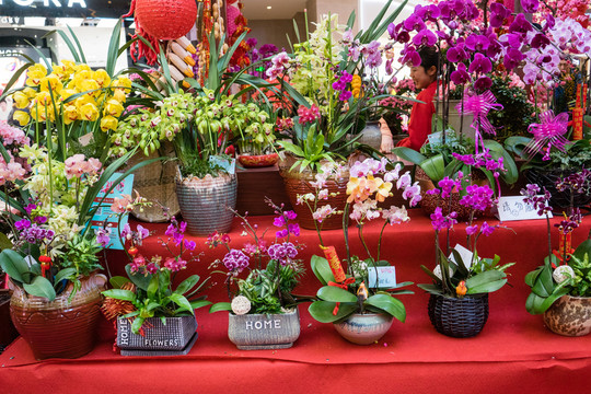 花店 玫瑰 蝴蝶蘭 蘭花