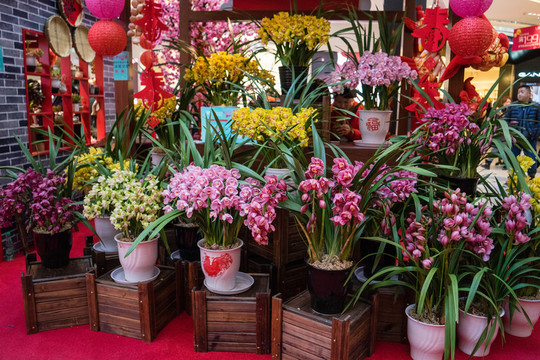 花店 玫瑰 蝴蝶蘭 蘭花