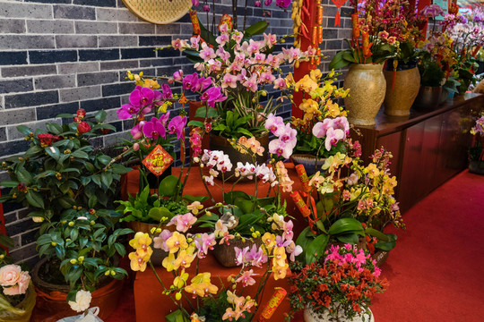 花店 玫瑰 蝴蝶蘭 蘭花