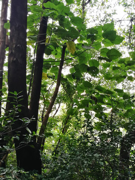 深圳筆架山森林公園森林