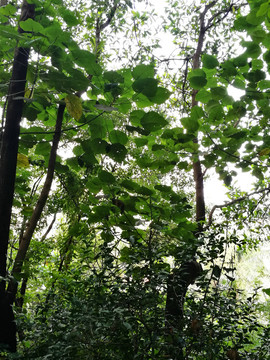 深圳福田筆架山公園