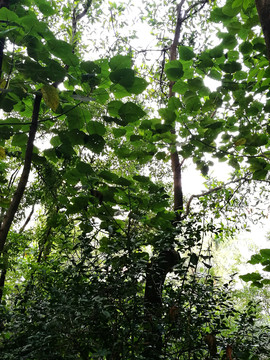 深圳筆架山公園風(fēng)景