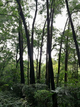 深圳筆架山公園風(fēng)景