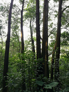 深圳筆架山森林公園樹木